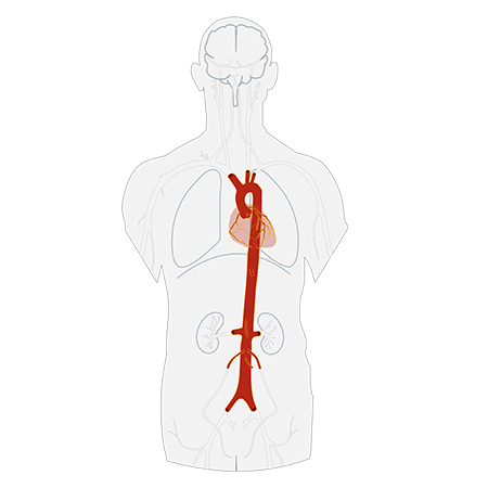 circulatory system illustration