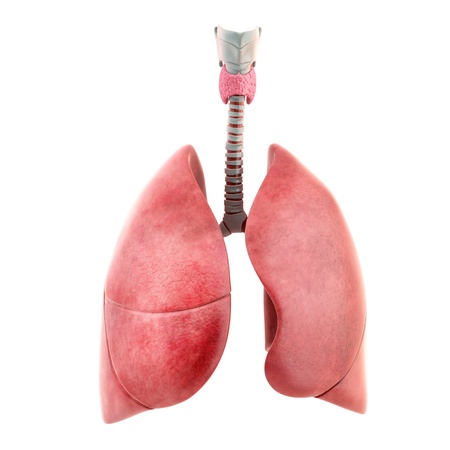 3D lung model