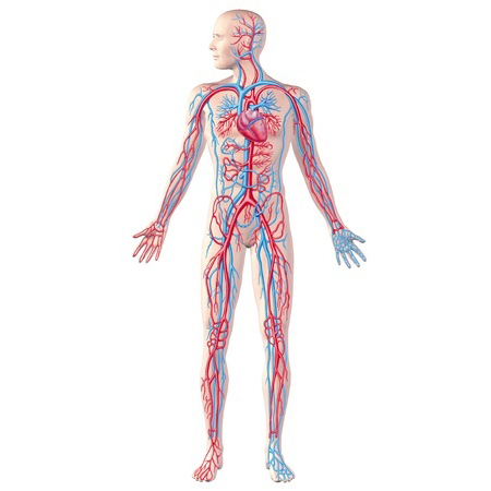 circulatory system illustration