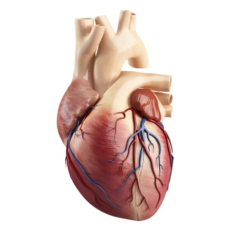 3D heart model