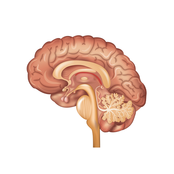 Half brain illustration