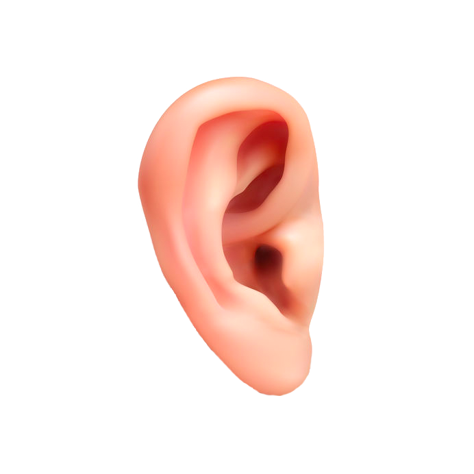 3D ear model