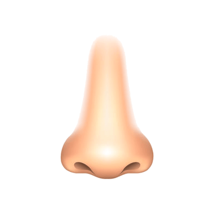 3D nose model