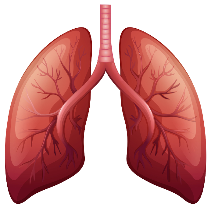 3D lung model