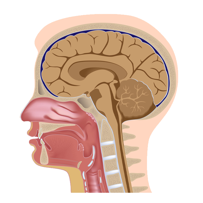 head dissection illustration