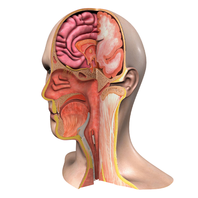 cross section of head illustration