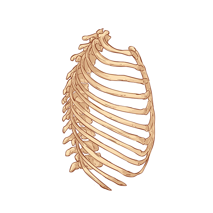 Spine and ribs illustration
